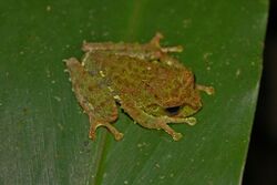 Mossy Tree Frog (Rhacophorus everetti) (6967257302).jpg