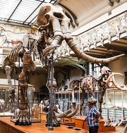 Museum of Natural History Southern Mammoth.jpg