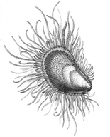 Natural History - Mollusca - Lima.png