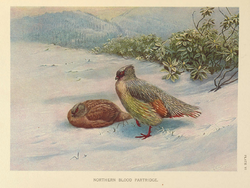 Northern Blood Partridge by George Edward Lodge.png