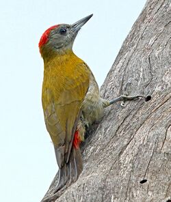 Olive Woodpecker, Sakania, DRC (12404103034), crop.jpg