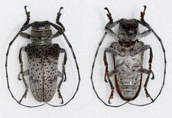 Oncideres cephalotes (25898431373).jpg