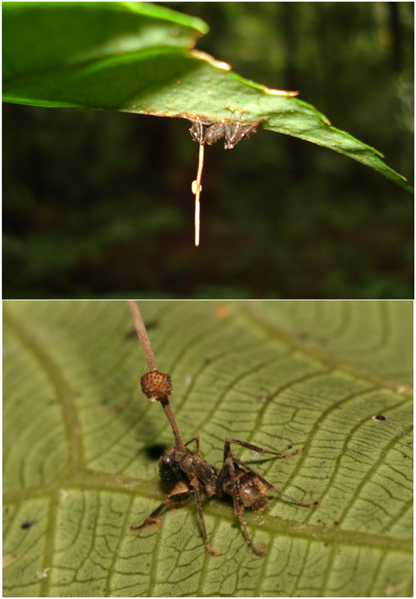 File:Ophiocordyceps unilateralis.png