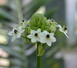 Ornithogalum saundersiae (1).JPG