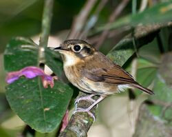 PATINHO (Platyrinchus mystaceus).jpg