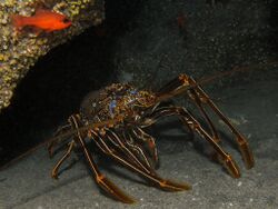 Panulirus echinatus.jpg