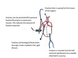 Perfusion Diagram.jpg