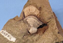 Petalodus ohioensis fossil.jpg