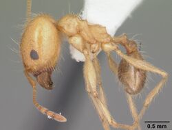 Pheidole morrisii casent0104415 profile 1.jpg