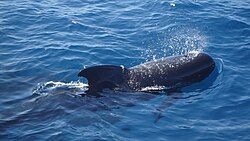 Pilot Whale - Flickr - gailhampshire.jpg