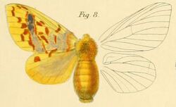 Pl.1-08-Chrysopsyche mirifica (Butler, 1878).JPG