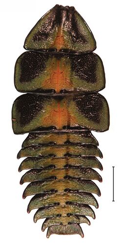 Platerodrilus larva 30555-37.jpg