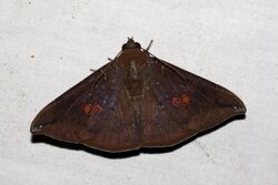 Platyja umminia (Noctuidae Catocalinae) 2.jpg