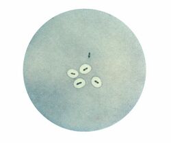 Pneumococcus CDC PHIL 2113.jpg