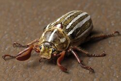 Polyphylla decemlineata aka Ten-lined June beetle 2015-05-21.jpg