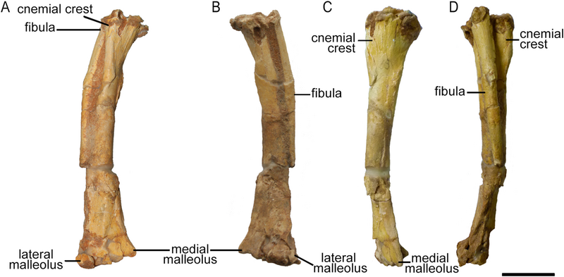 File:Protoceratops ZPAL MgD-II 3 right fibula & tibia.png