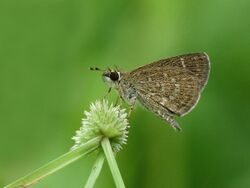 Pygmy Scrub-hopper Aeromachus pygmaeus.jpg