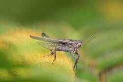 Pygmy grasshopper at a future construction site in BSD (W-Java) (5103566083).jpg