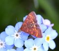 Pyrausta rubricalis 042016 WA.jpg