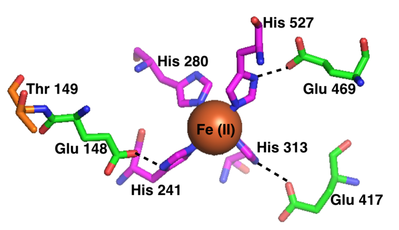 File:RPE65 Active Site.png