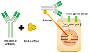 Radioimmunotherapy schematic.png