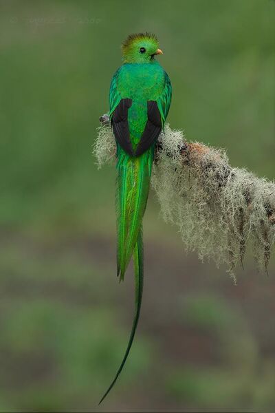 File:Resplendent Quetzal in Costa Rica.jpg