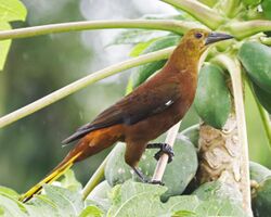 Russet-backed Oropendola JCB.jpg