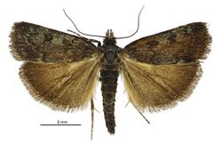 Scoparia sideraspis male.jpg