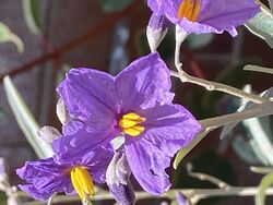 Solanum sturtianum image 02.jpg