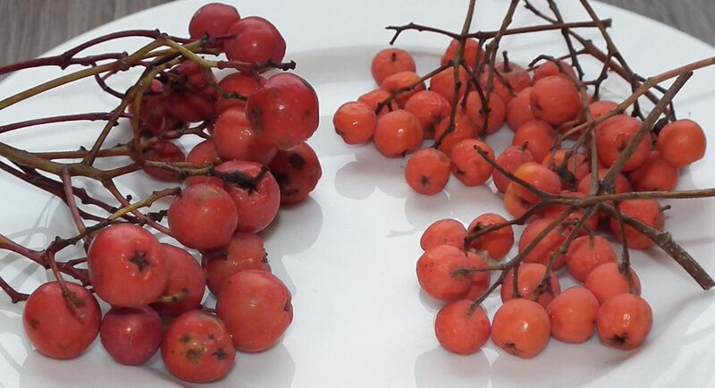 File:Sorbus aucuparia fruit comparison.jpg