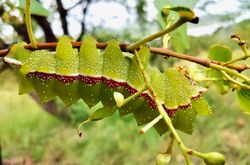 Speckled Emperor (Gynanisa maja) caterpillar on mopane twig ... (51867253398).jpg