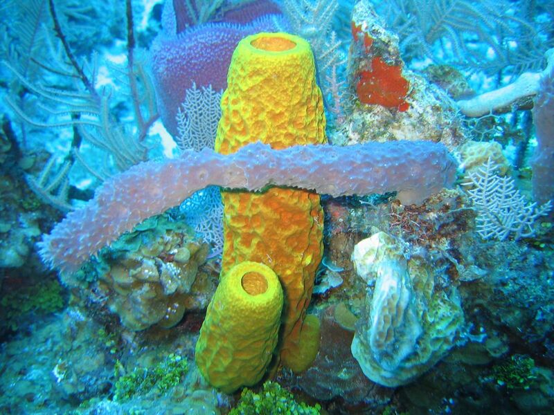 File:Sponges in Caribbean Sea, Cayman Islands.jpg