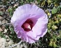 Sturts Desert Rose.JPG