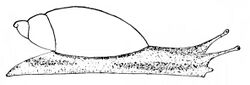 Succinea ovalis drawing.jpg