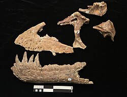 Holotype skull bones of Teratophoneus curriei, photo by Nick Longrich