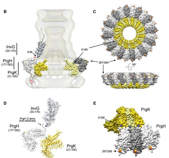 File:Topology of T3SS needle complex.jpg