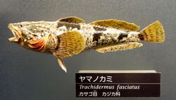Trachidermus fasciatus - National Museum of Nature and Science, Tokyo - DSC06857.JPG