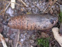 Trapezites symmomus pupa.jpg