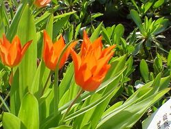 Tulipa praestans1.jpg