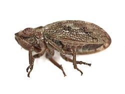 Ulopa reticulata (Cicadellidae) - (imago), Molenhoek, the Netherlands - 2.jpg