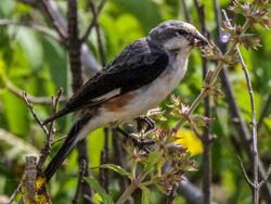 Warsangli Linnet.jpg