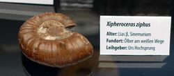 Xipheroceras ziphus - Naturhistorisches Museum, Braunschweig, Germany - DSC05121.JPG