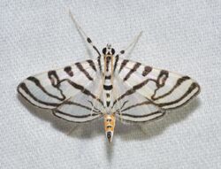 - 5292 – Conchylodes ovulalis – Zebra Conchylodes Moth (44037852621).jpg