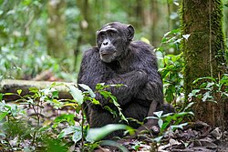 Alpha male chimpanzee at Kibale National Park, Uganda