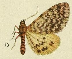 19-(Pericallia hecate)-Paramaenas nephelistis hecate (Fawcett, 1916).JPG