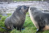 2021-08 Amsterdam Island - Subantarctic fur seal 57.jpg