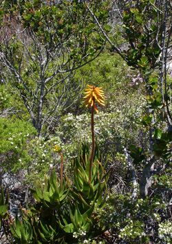 23 Aloe commixta - Silvermine Cape Town.jpg