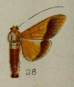 28-Desmia chryseis Hampson, 1898.JPG