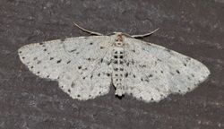 6449 – Glena cribrataria – Dotted Gray Moth (16989097193).jpg