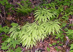 Adiantum pedatum (northern maidenhair fern), Willsboro, NY (32127843596).jpg
